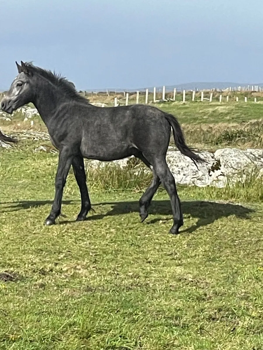 Connemara Colt Foals. - Image 2