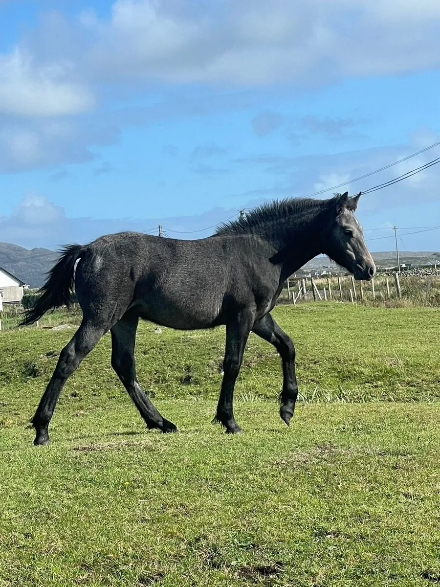 Connemara Colt Foals. - Image 3