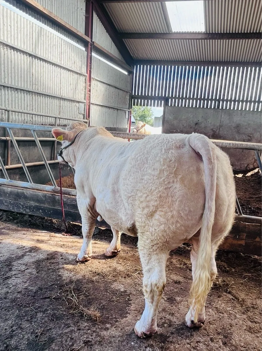 Pedigree Charolais Bull (5star & E Calving ) - Image 1