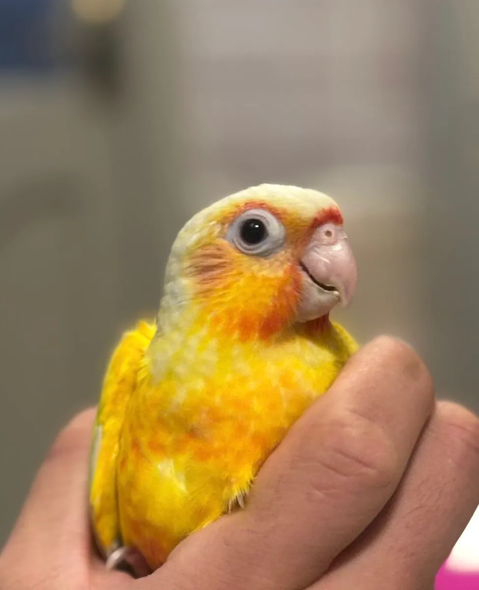 Hand Reared Conures - Image 1