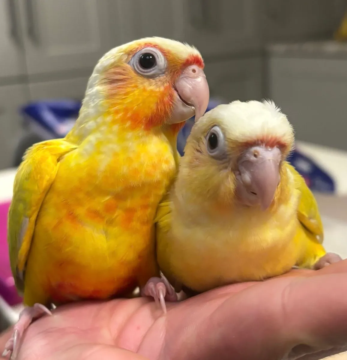 Hand Reared Conures - Image 2