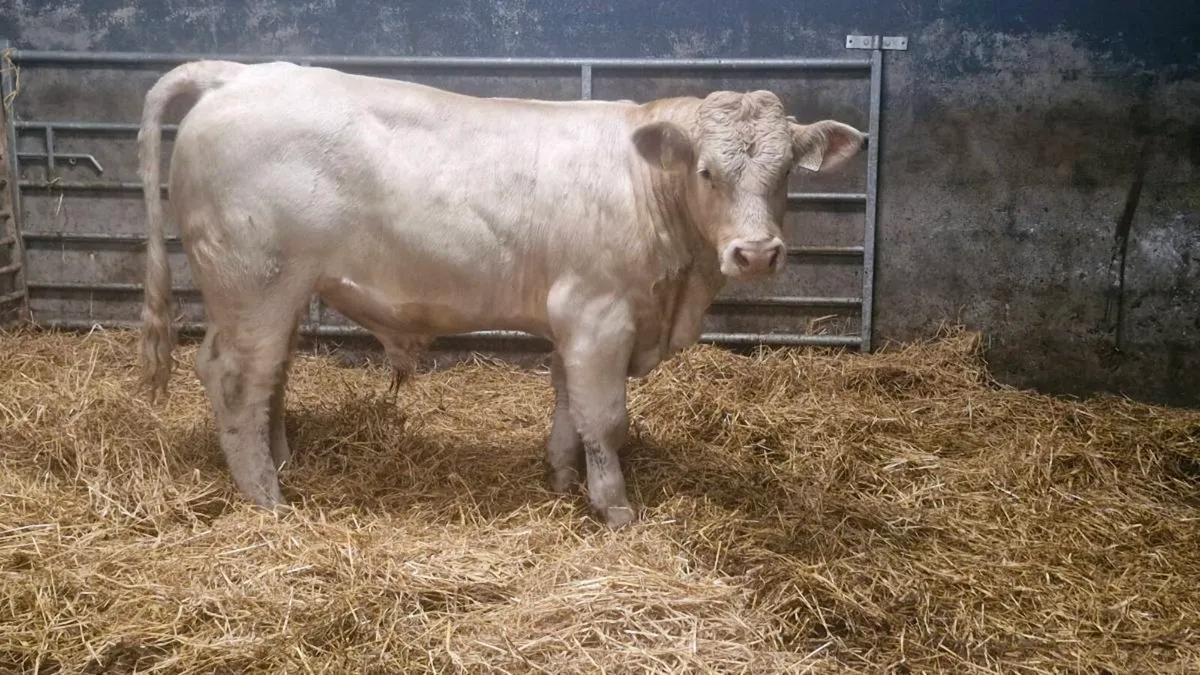 Charolais bulls - Image 1