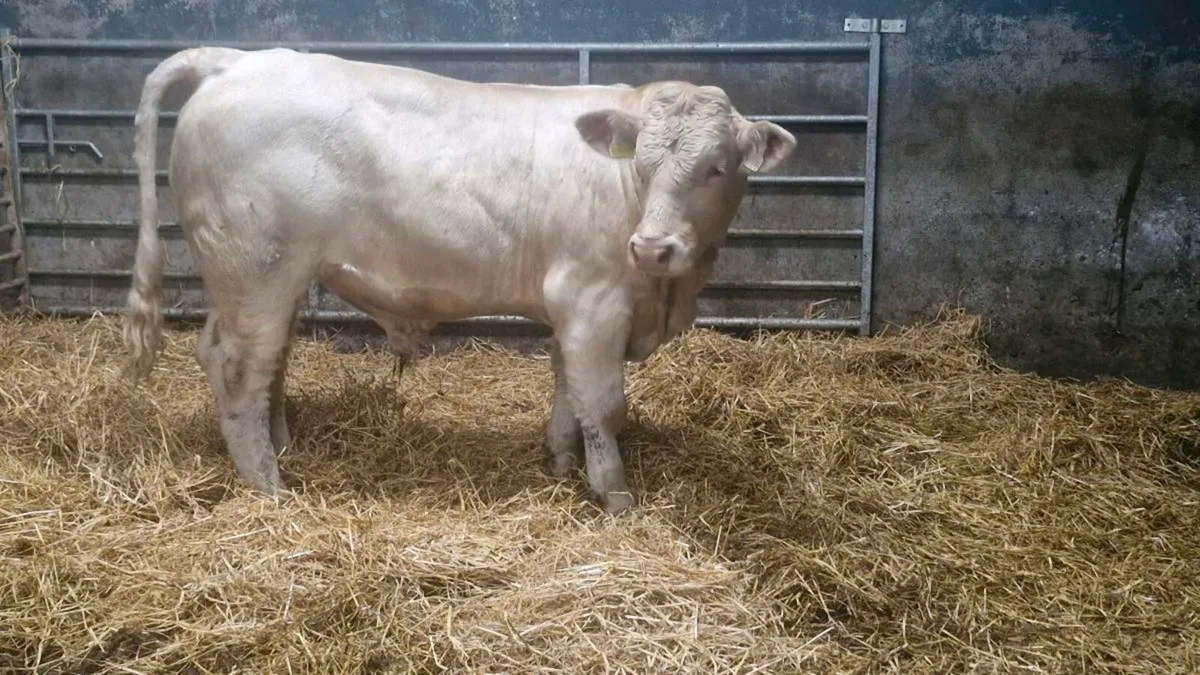 Charolais bulls - Image 2