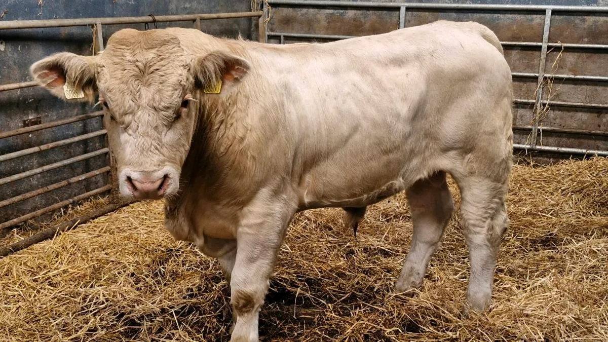 Charolais bulls - Image 4