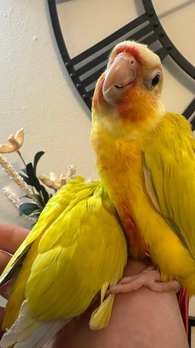 Hand Reared Conures - Image 3