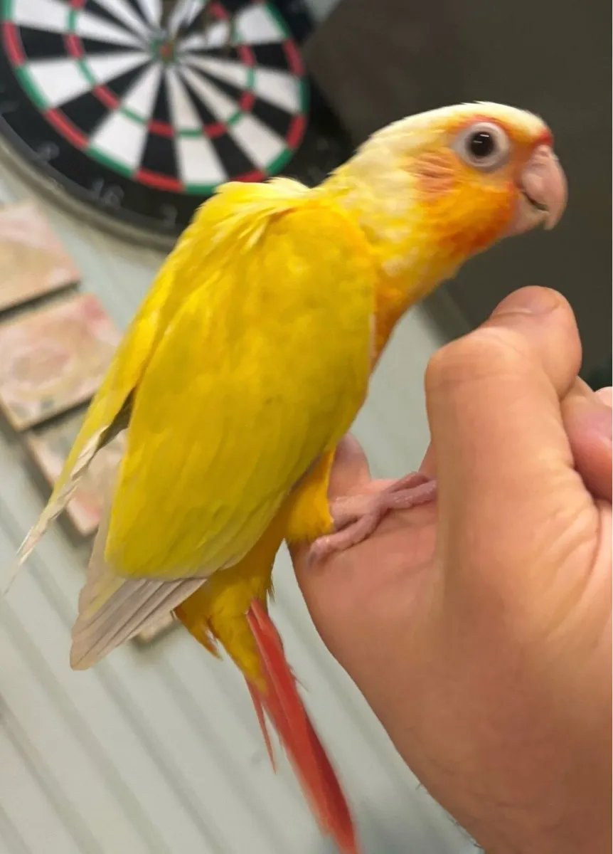 Hand Reared Conures - Image 4