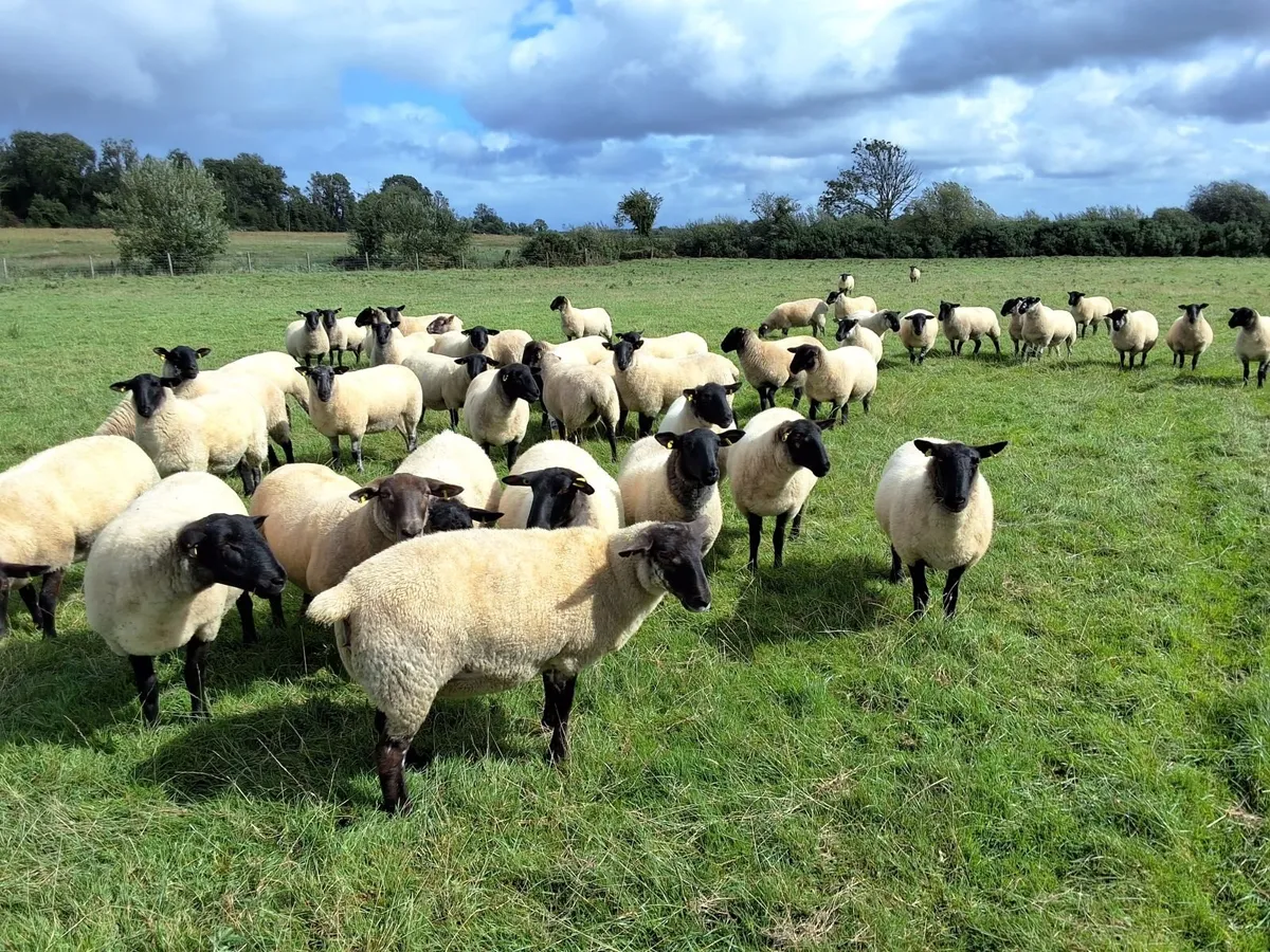 Ewe Hoggets - Image 3