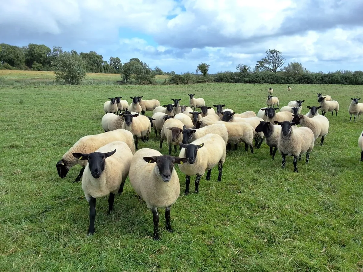 Ewe Hoggets - Image 4