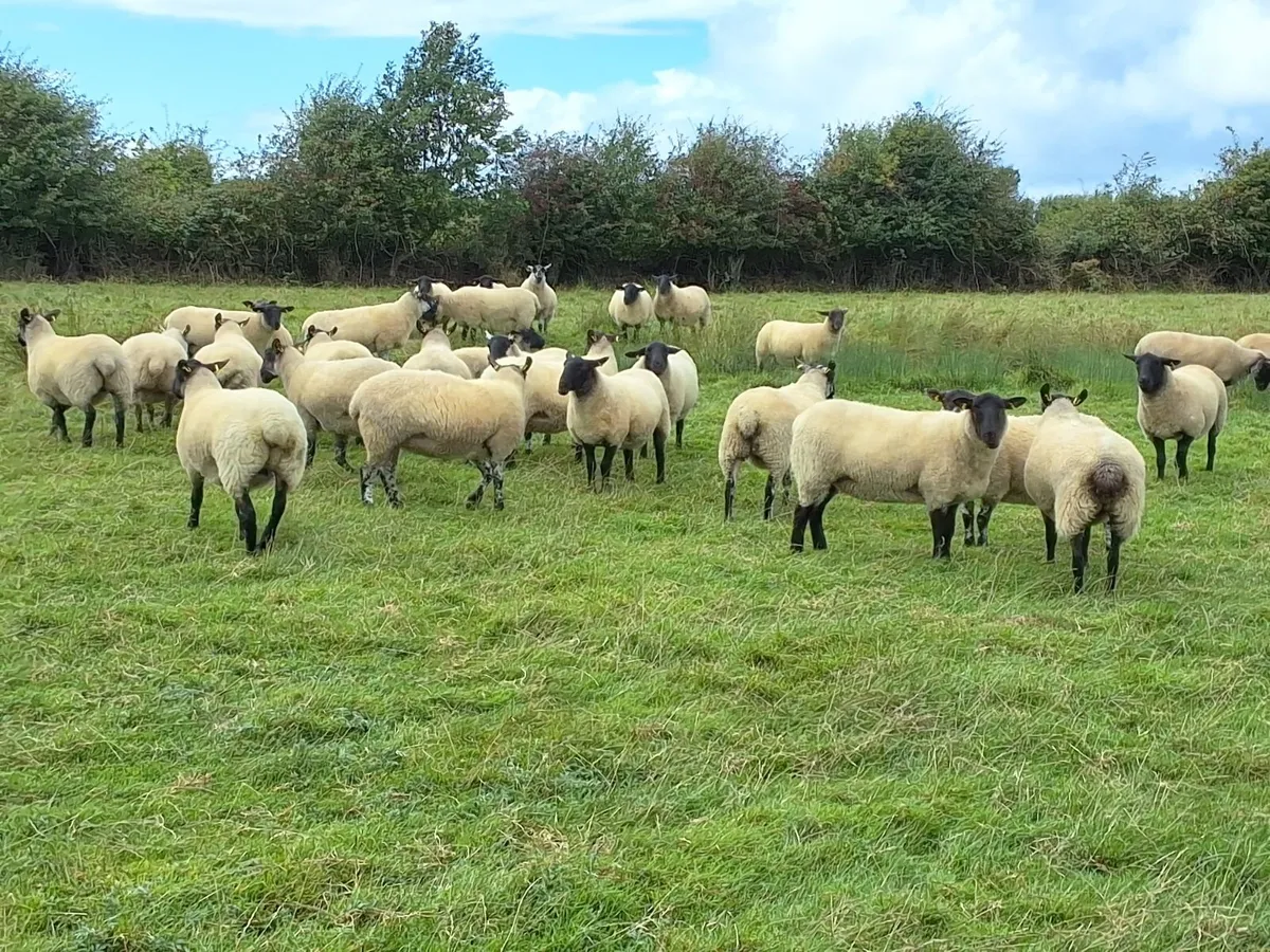 Ewe Hoggets - Image 1