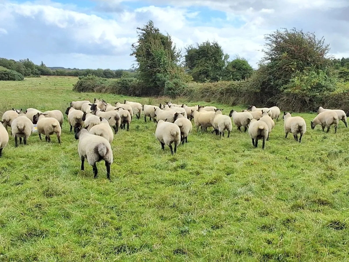 Ewe Hoggets - Image 2