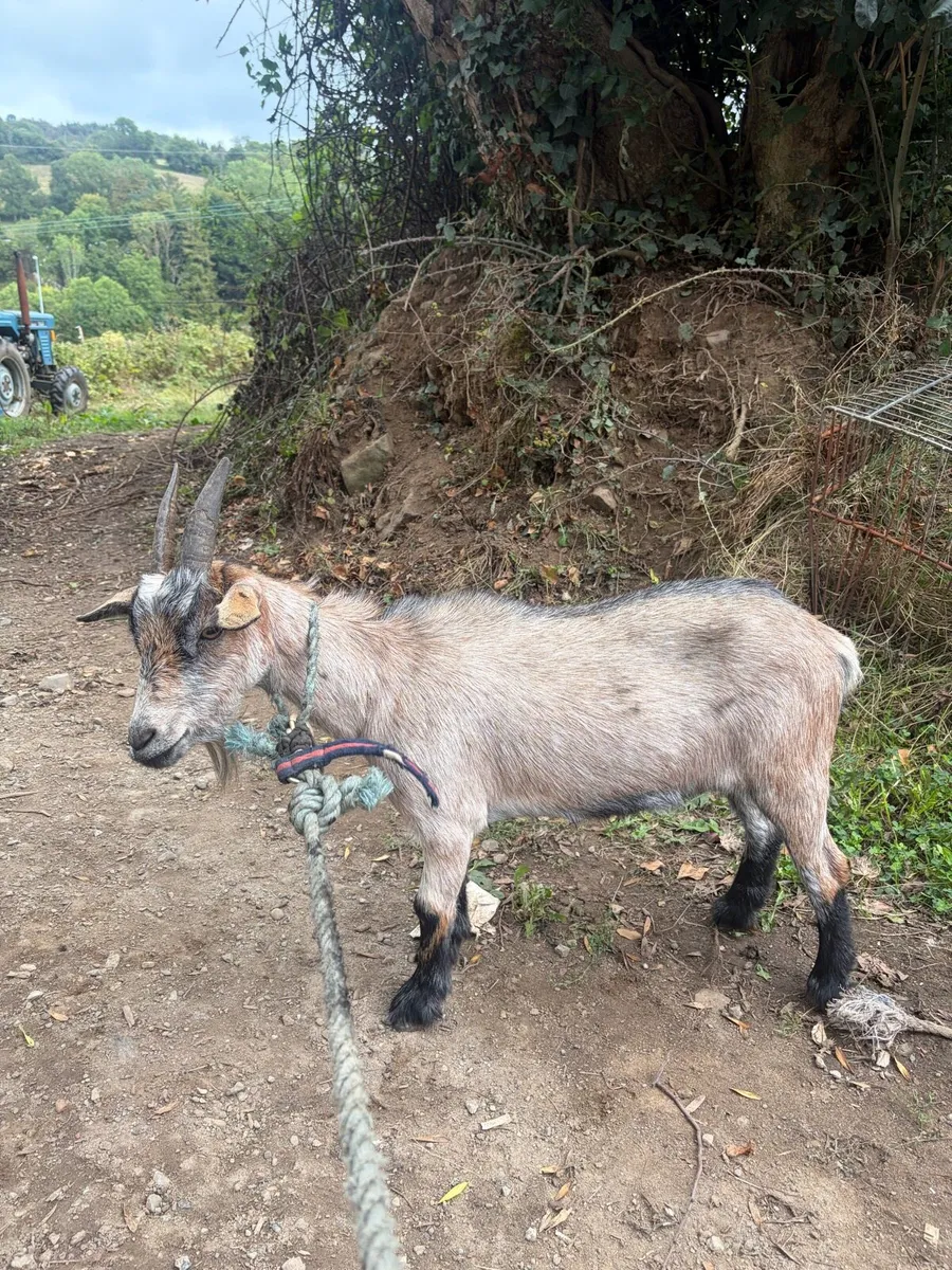 2 Pygmy goats to be sold together - Image 1