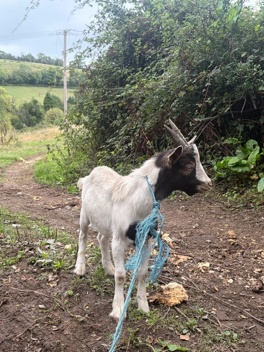 2 Pygmy goats to be sold together - Image 2