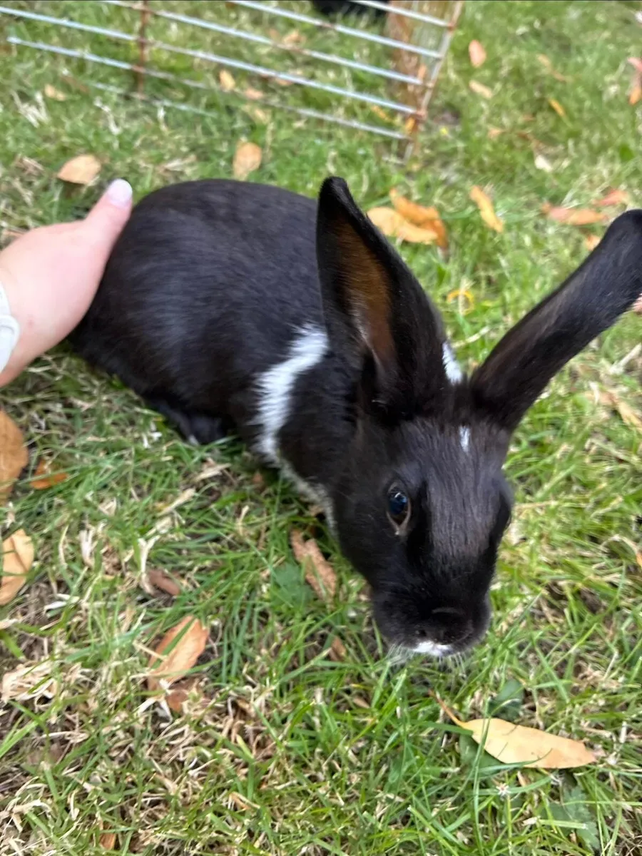 Rabbits - Image 3