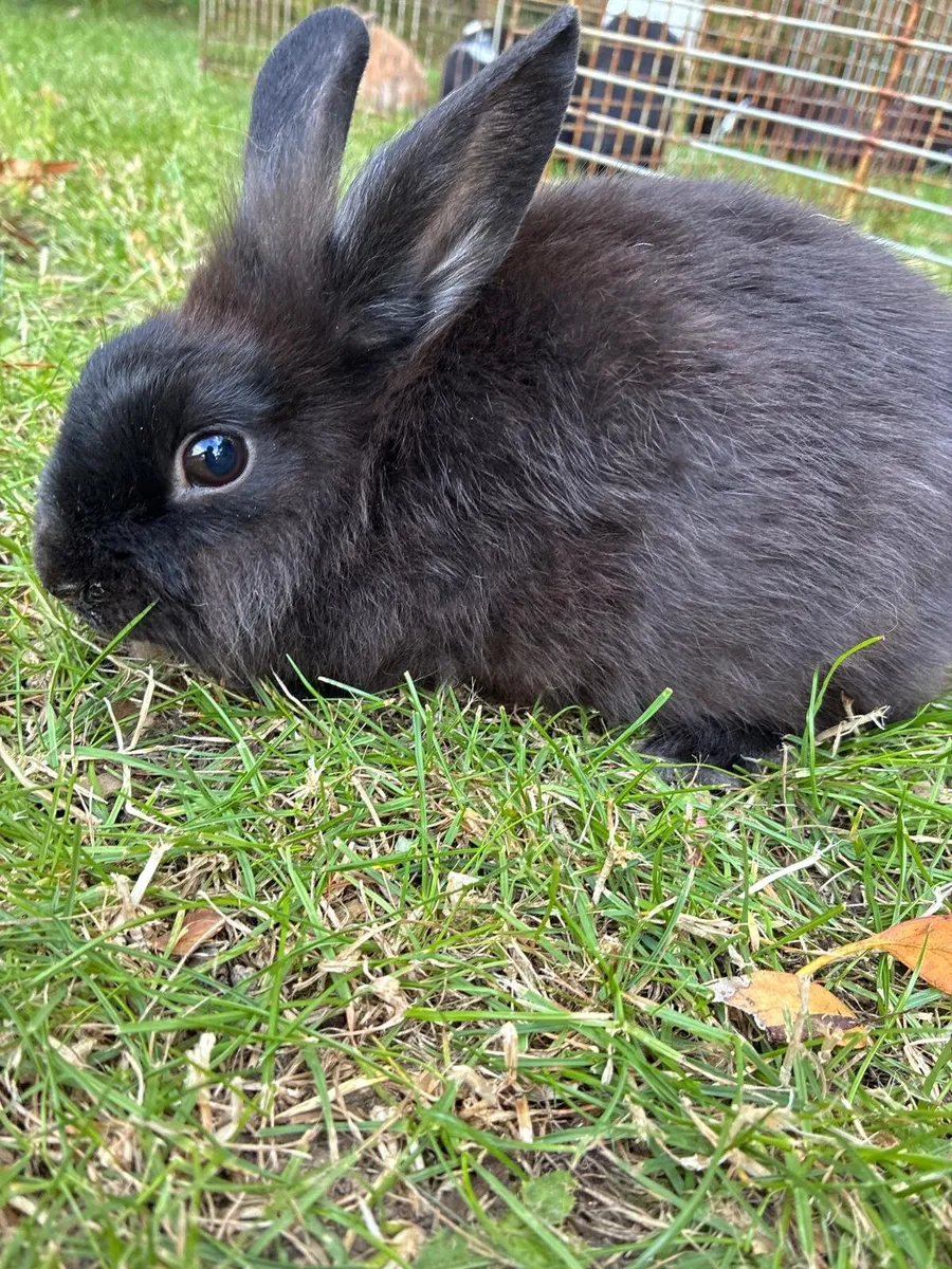 Rabbits - Image 4