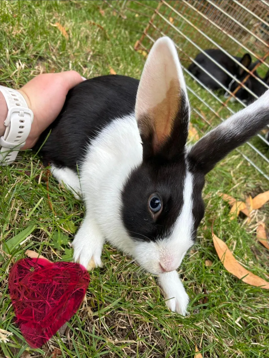 Rabbits - Image 1