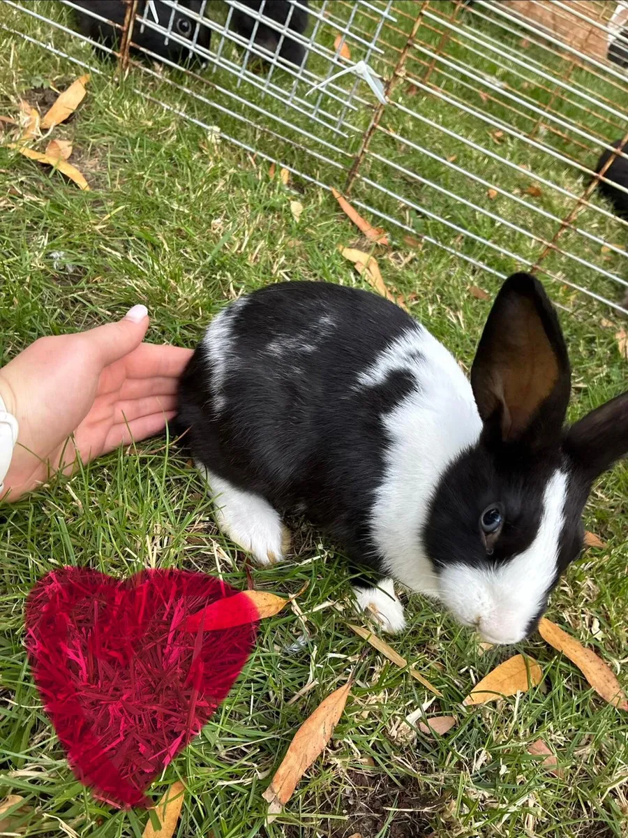 Rabbits - Image 2