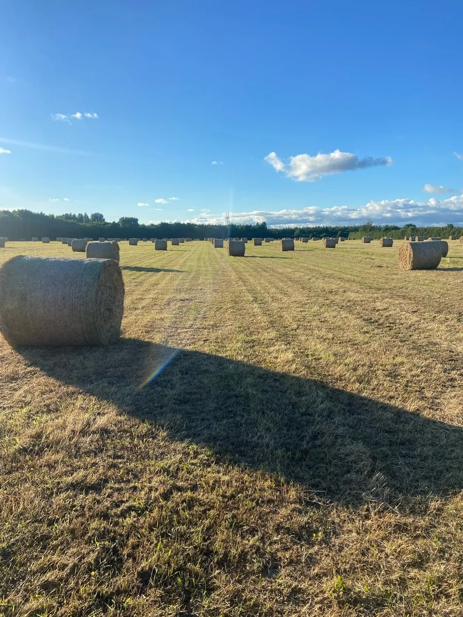 Hay - Image 1
