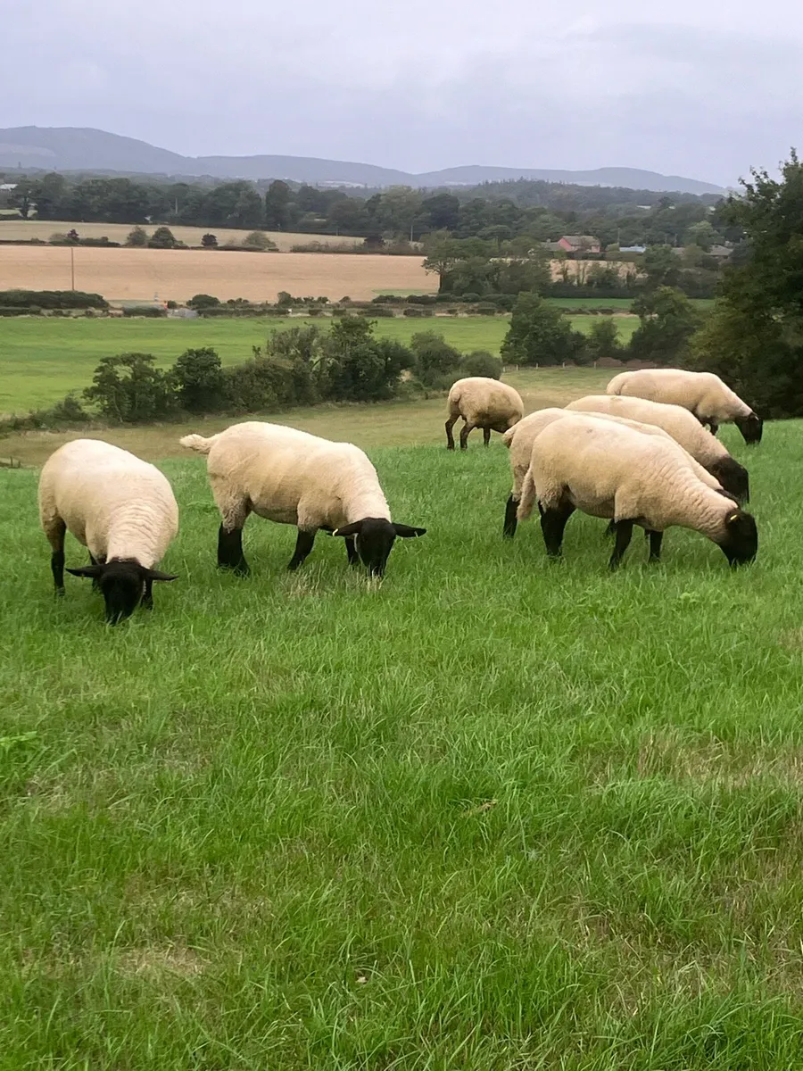 *Hoggets** - Image 4