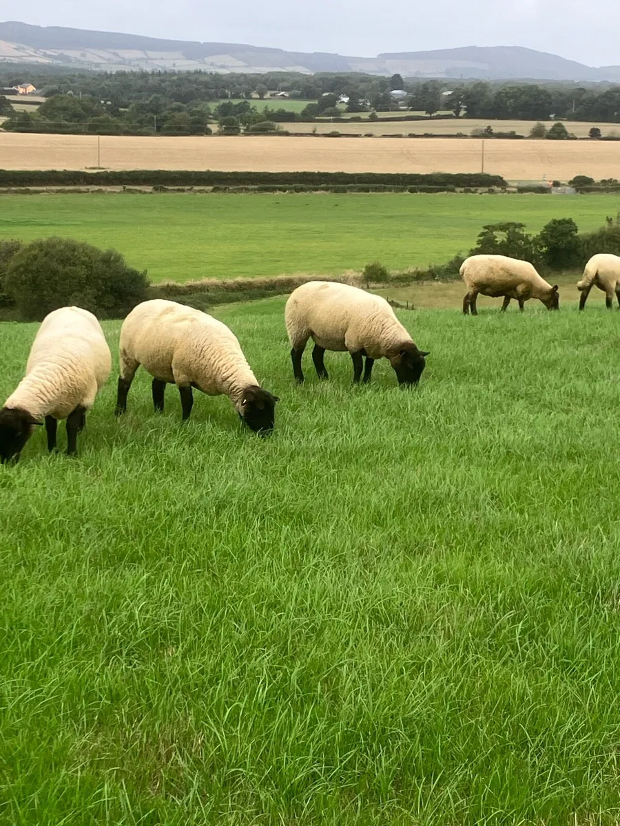 *Hoggets** - Image 2