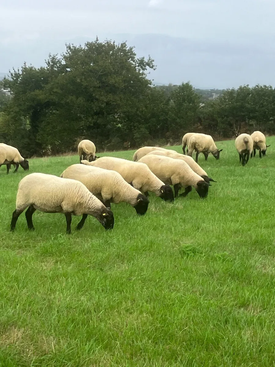 *Hoggets** - Image 1