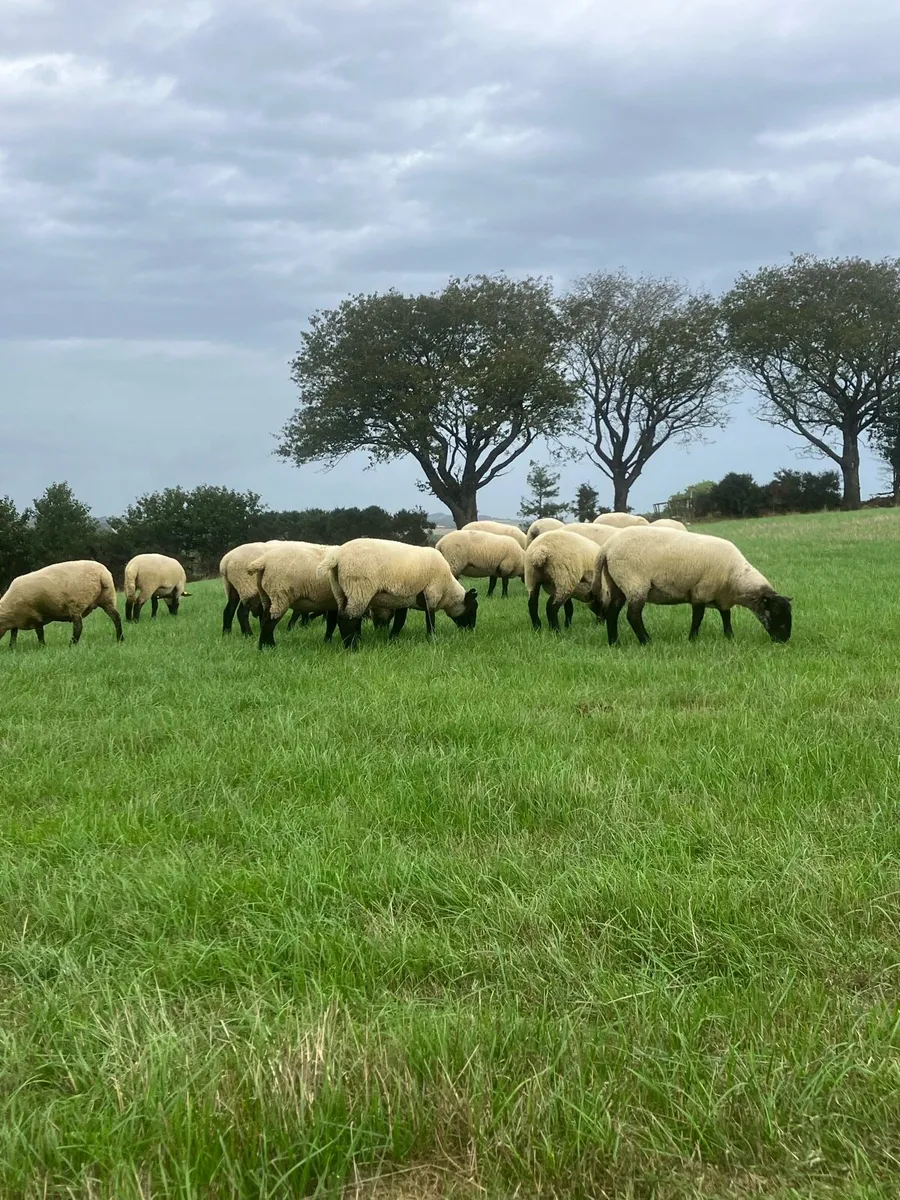 *Hoggets** - Image 3
