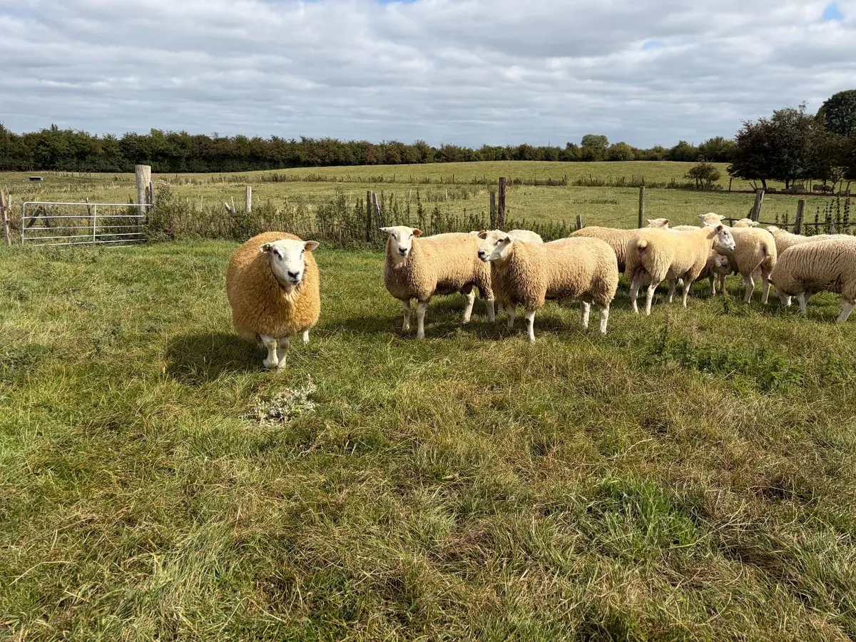 Belclare Rams For Sale - Image 2