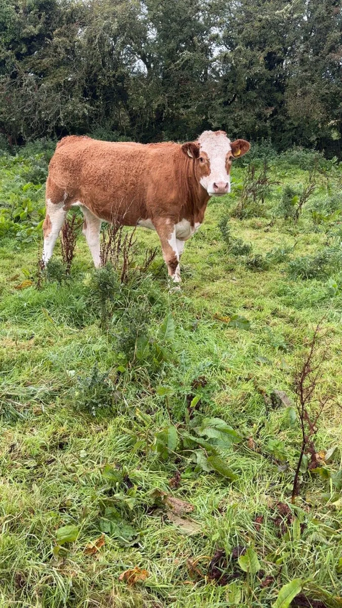 Breeding heifers - Image 1