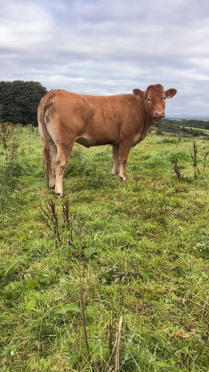 Breeding heifers - Image 4