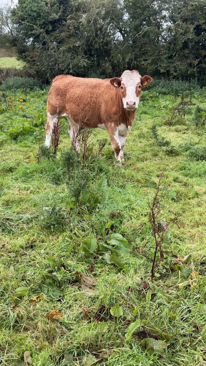 Breeding heifers - Image 2