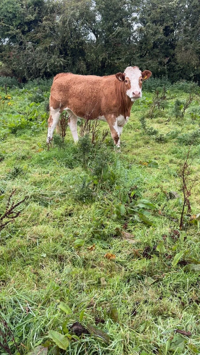 Breeding heifers - Image 3