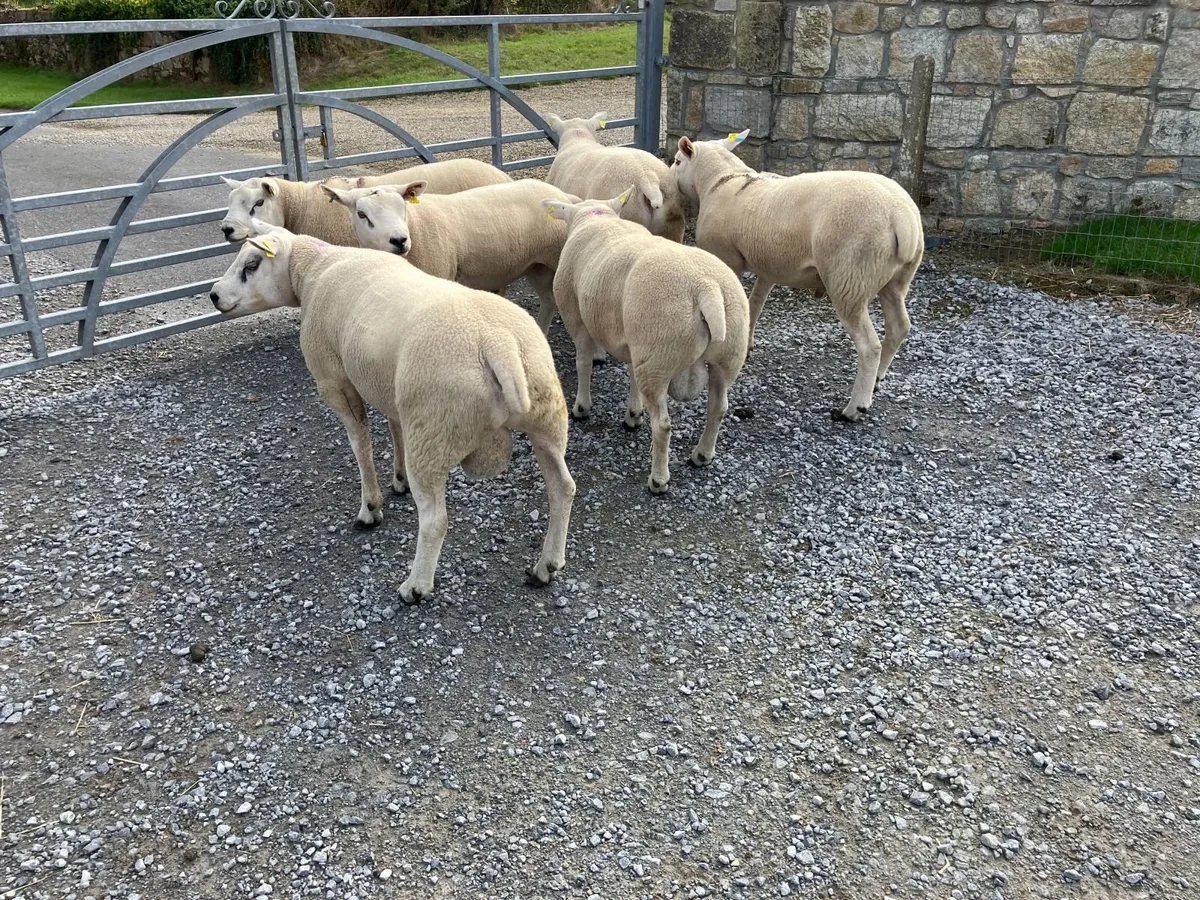 Pedigree Registered Texel Hogget Rams - Image 2