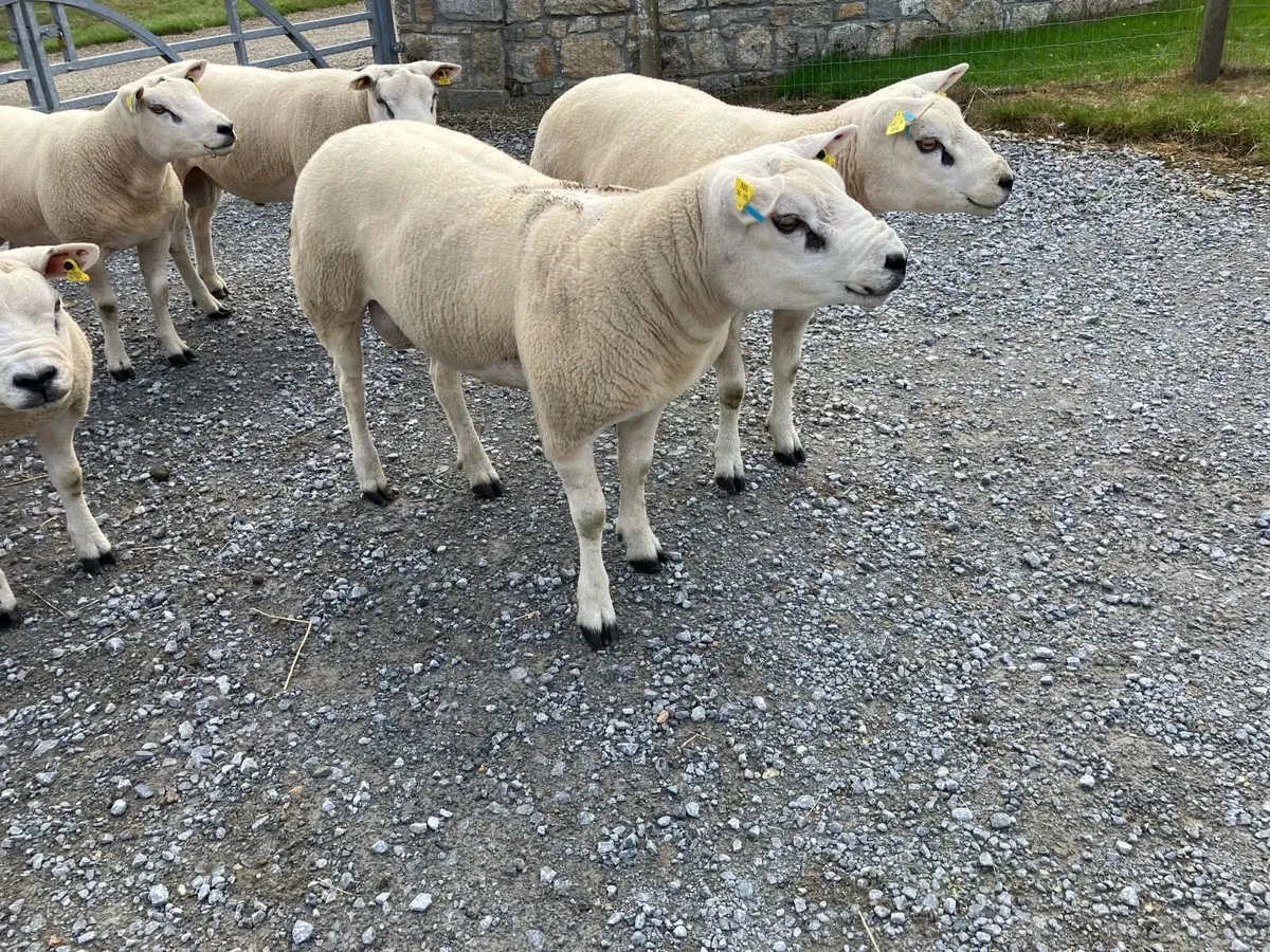 Pedigree Registered Texel Hogget Rams - Image 3