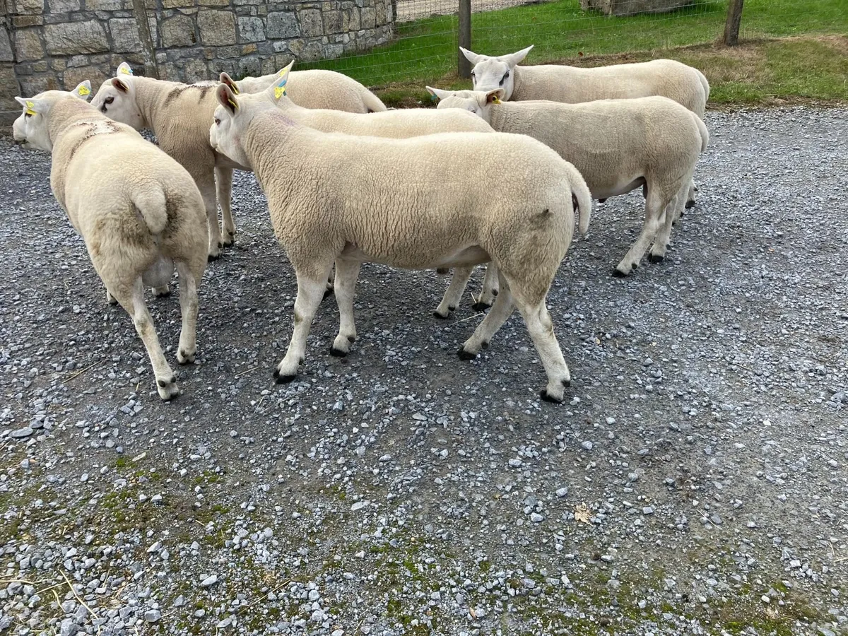 Pedigree Registered Texel Hogget Rams - Image 4