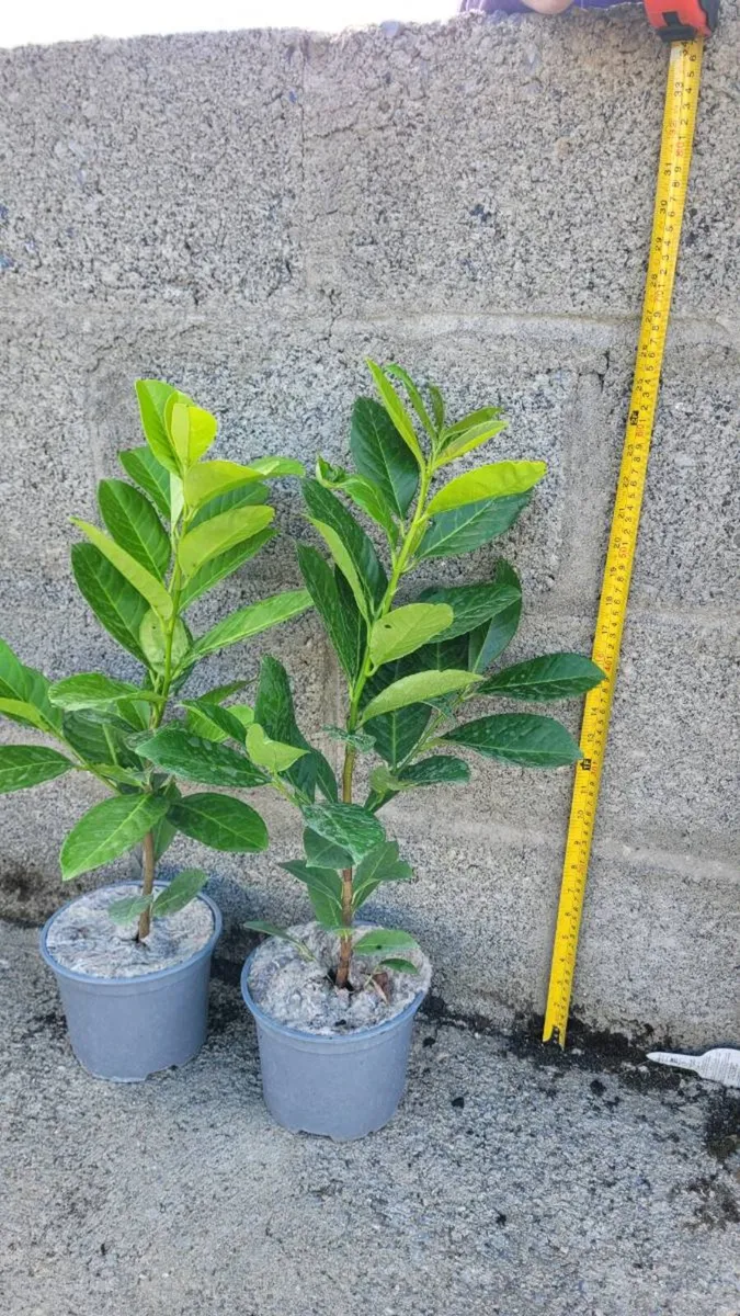 Laurel Hedging - Image 2
