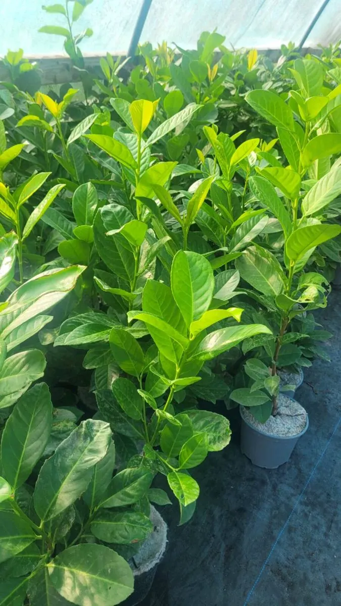Laurel Hedging - Image 1