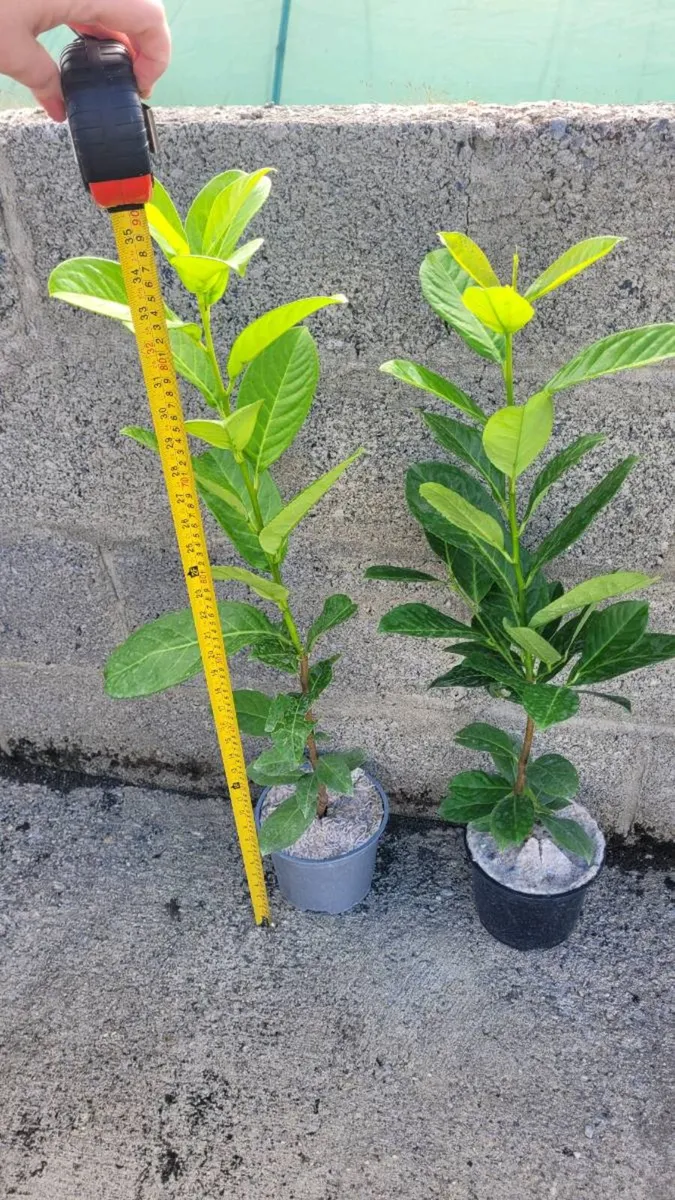 Laurel Hedging - Image 4