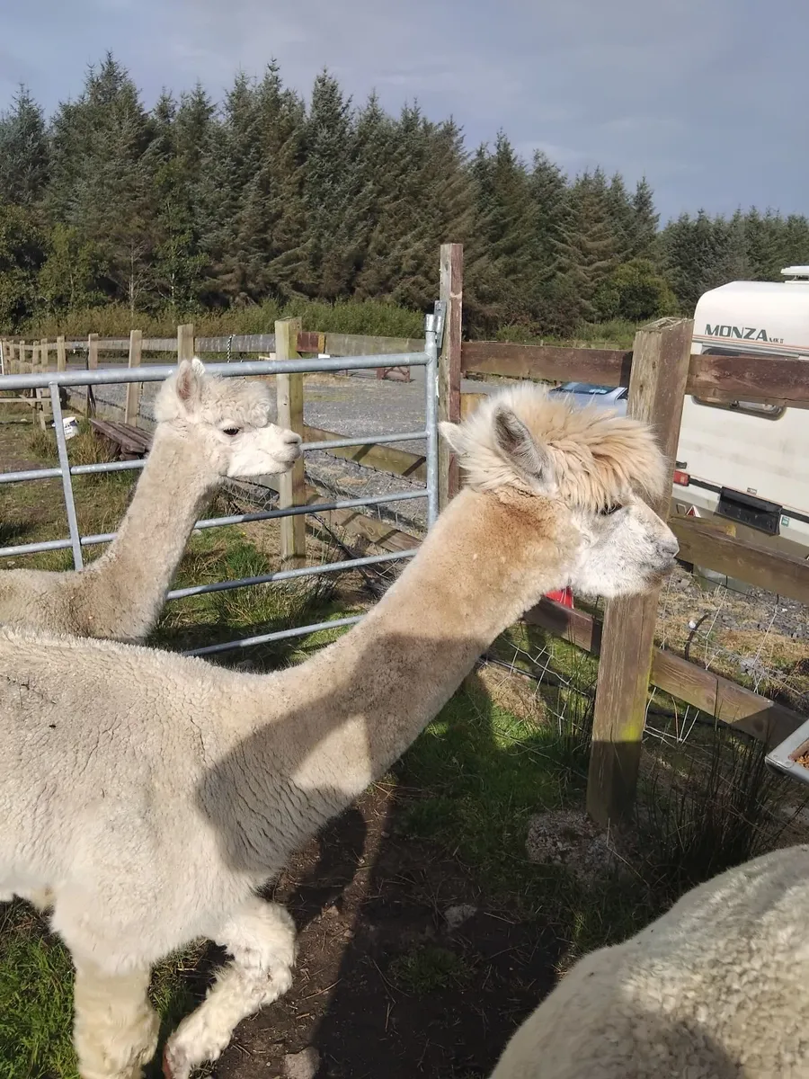 Alpacas - Image 3