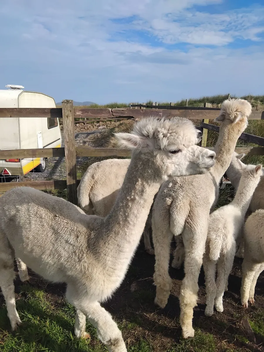 Alpacas - Image 4