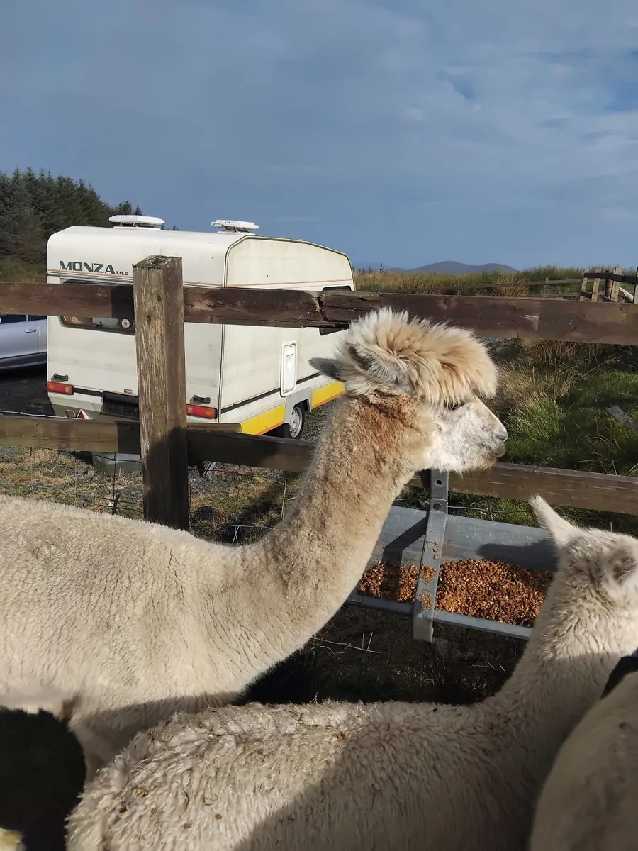 Alpacas - Image 1