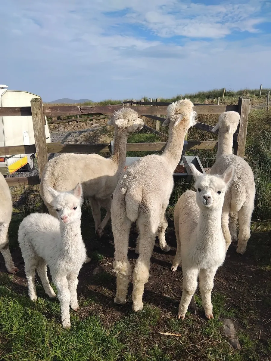 Alpacas - Image 2