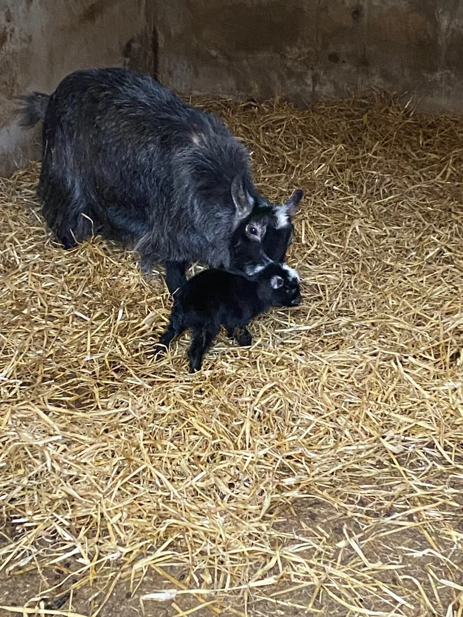 Pygmy goats - Image 1
