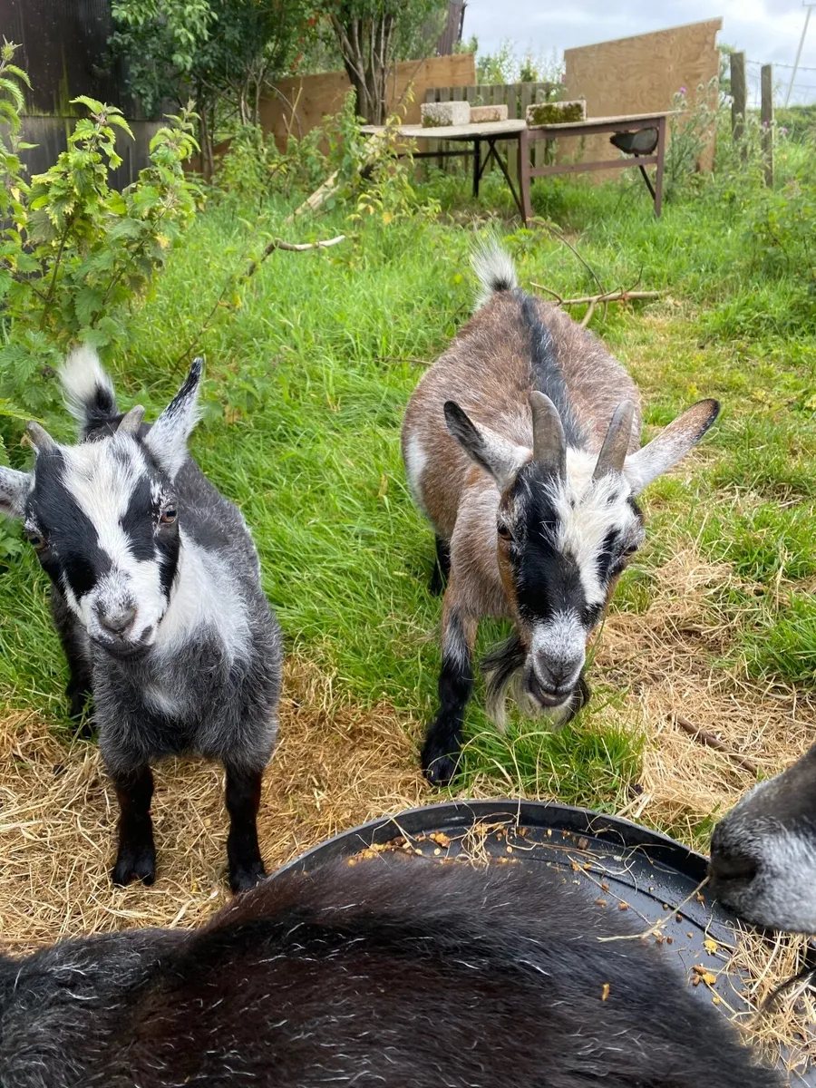 Pygmy goats - Image 4