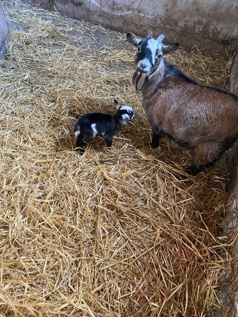 Pygmy goats - Image 2