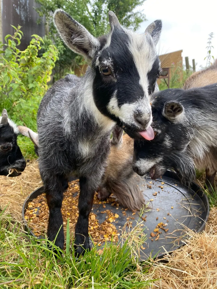 Pygmy goats - Image 3