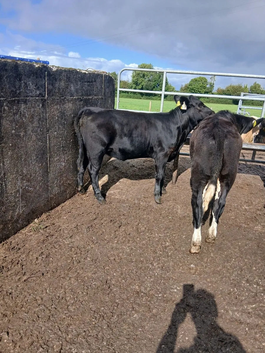 Weanlings - Image 3