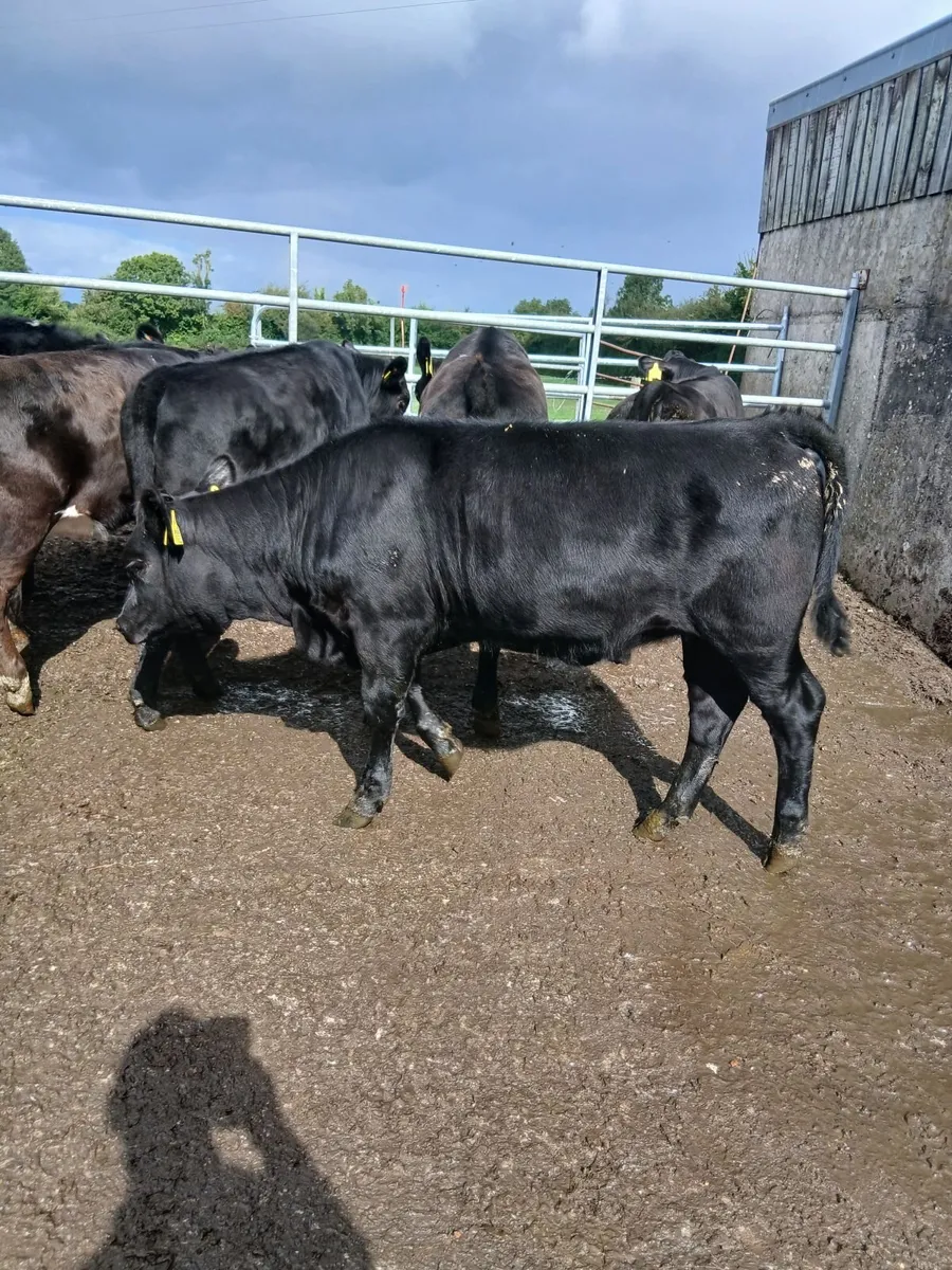 Weanlings - Image 4