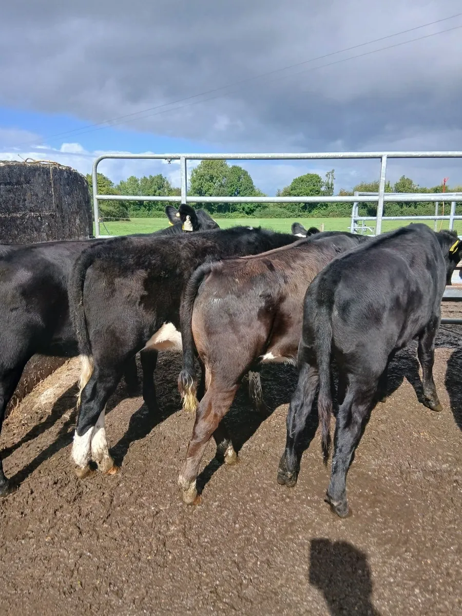 Weanlings - Image 2