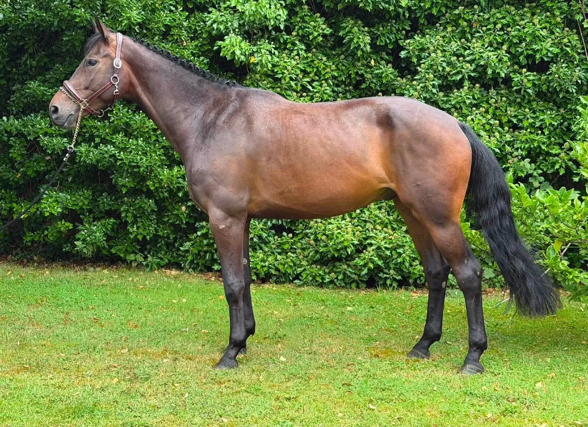 5yr old gelding - Image 2