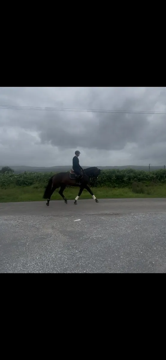 5yr old gelding - Image 3