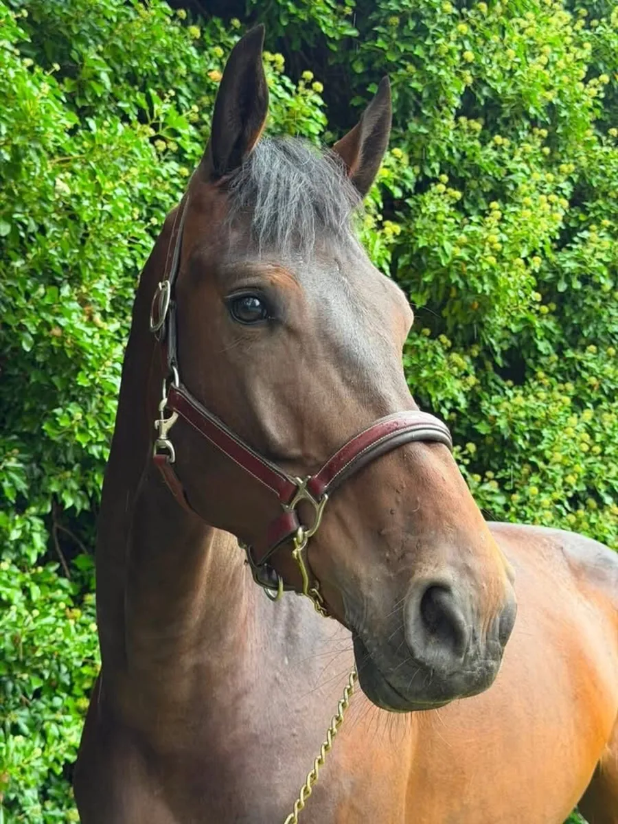 5yr old gelding - Image 1